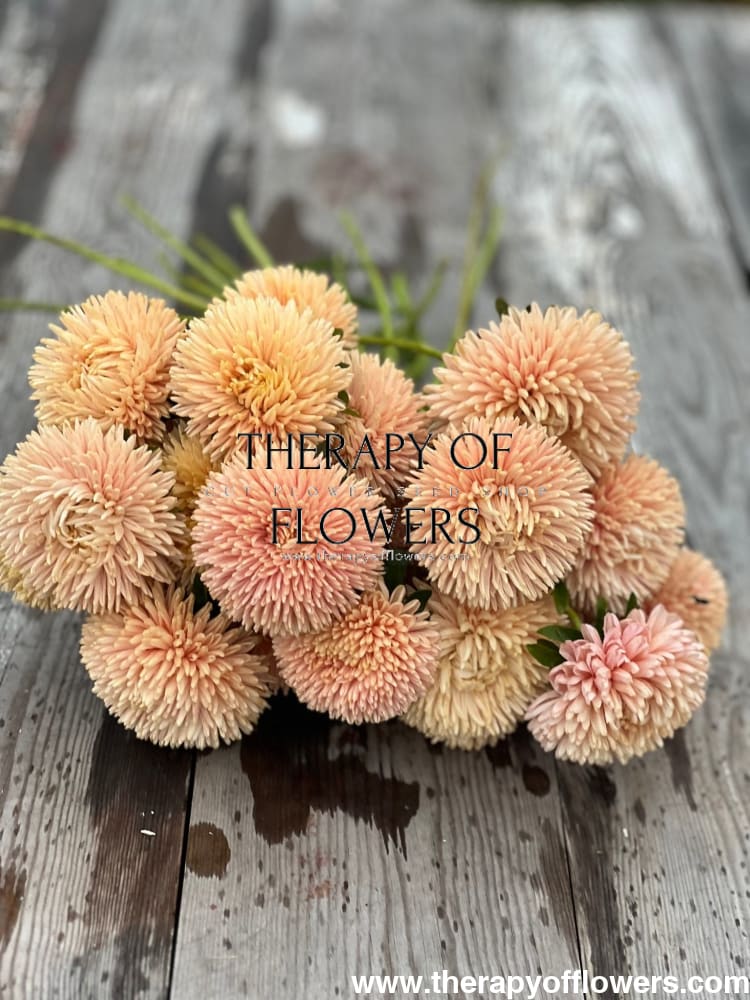 Aster Chrisantella Autumn Forest - 30 seeds / 60-80 cm - Seeds