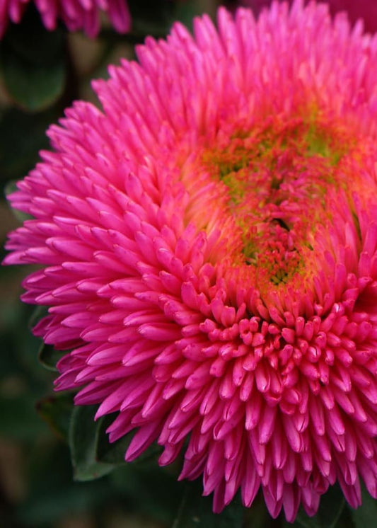 Callistephus chinensis Chrisantella Dragon Heart