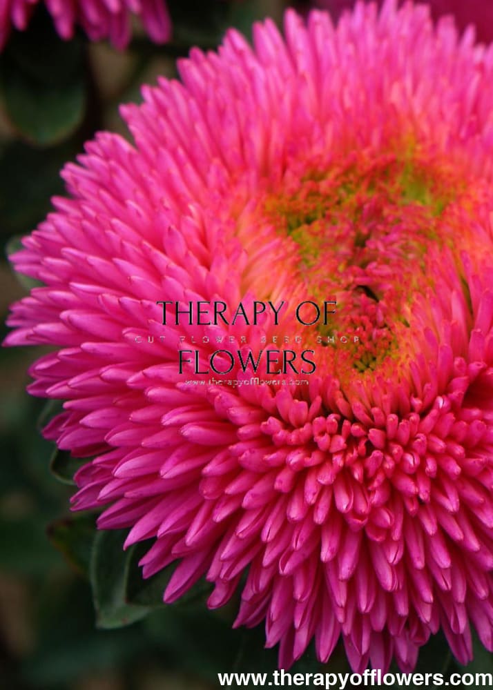 Callistephus chinensis Chrisantella Dragon Heart