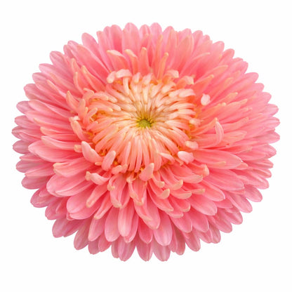 China Aster Chrisantella Flamingo at Sunset | Callistephus chinensis - 30 seeds / 60-80 cm / Salmon Pink - seeds