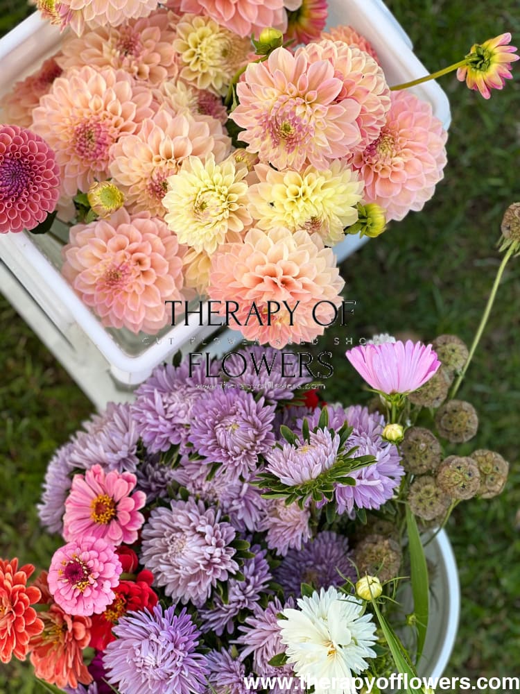 生花❇️スターチス❣️エンゼルクリスタル China Aster Chrisantella Lilac Mist | Callistephus chinensis