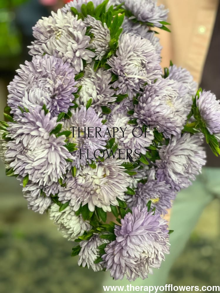 China Aster Chrisantella Lilac Mist | Callistephus chinensis - 30 seeds / 60-80 cm / Lilac Shades - Seeds