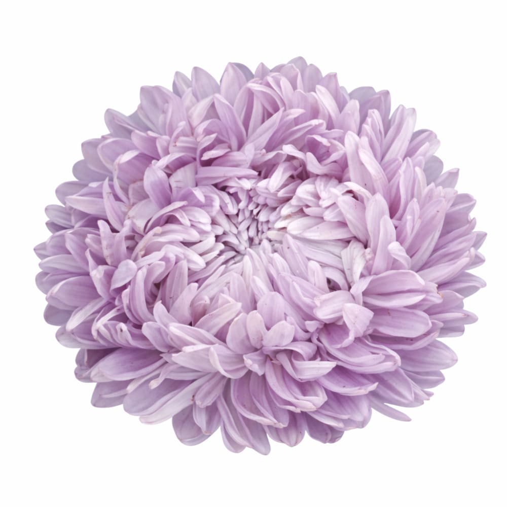 China Aster Chrisantella Lilac Mist | Callistephus chinensis - 30 seeds / 60-80 cm / Lilac Shades - Seeds