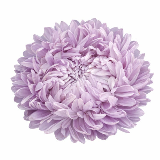 China Aster Chrisantella Lilac Mist | Callistephus chinensis - 30 seeds / 60-80 cm / Lilac Shades - Seeds