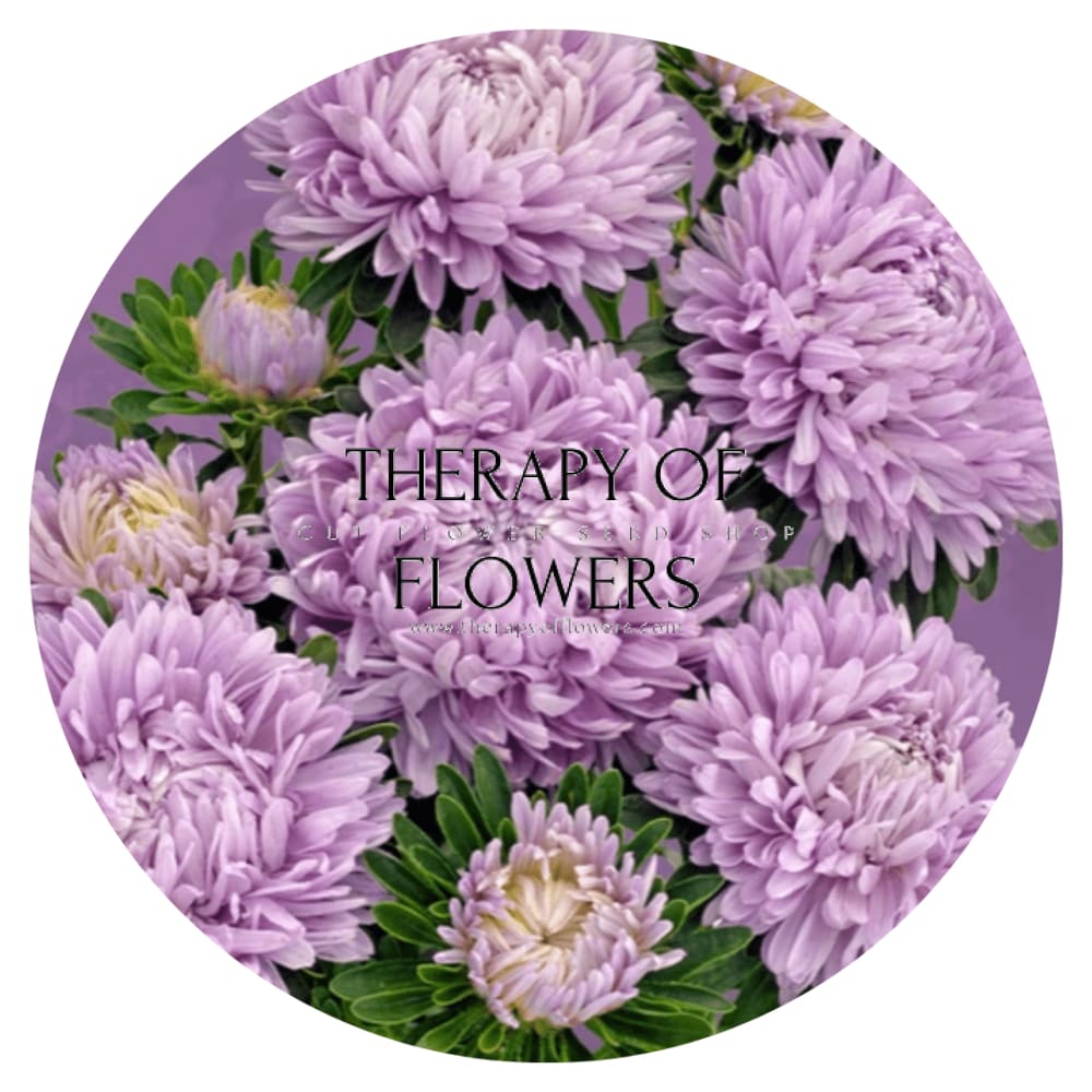 Aster Chrisantella Lilac Mist - therapyofflowers.comflowers