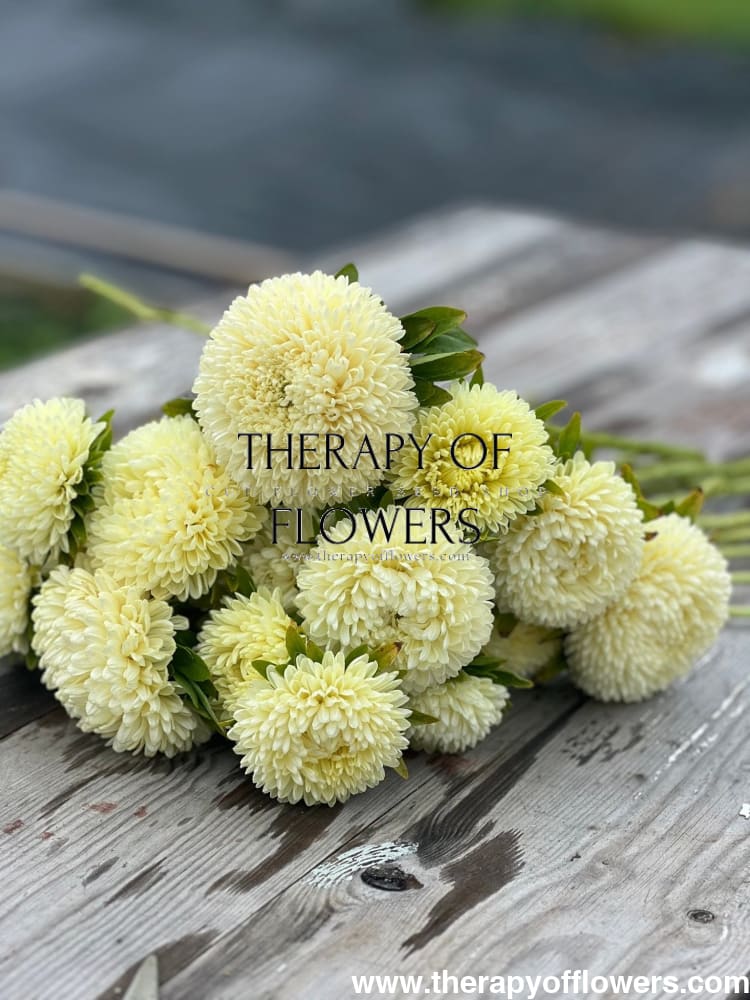 Aster Chrisantella Limoncello - therapyofflowers.comSeeds