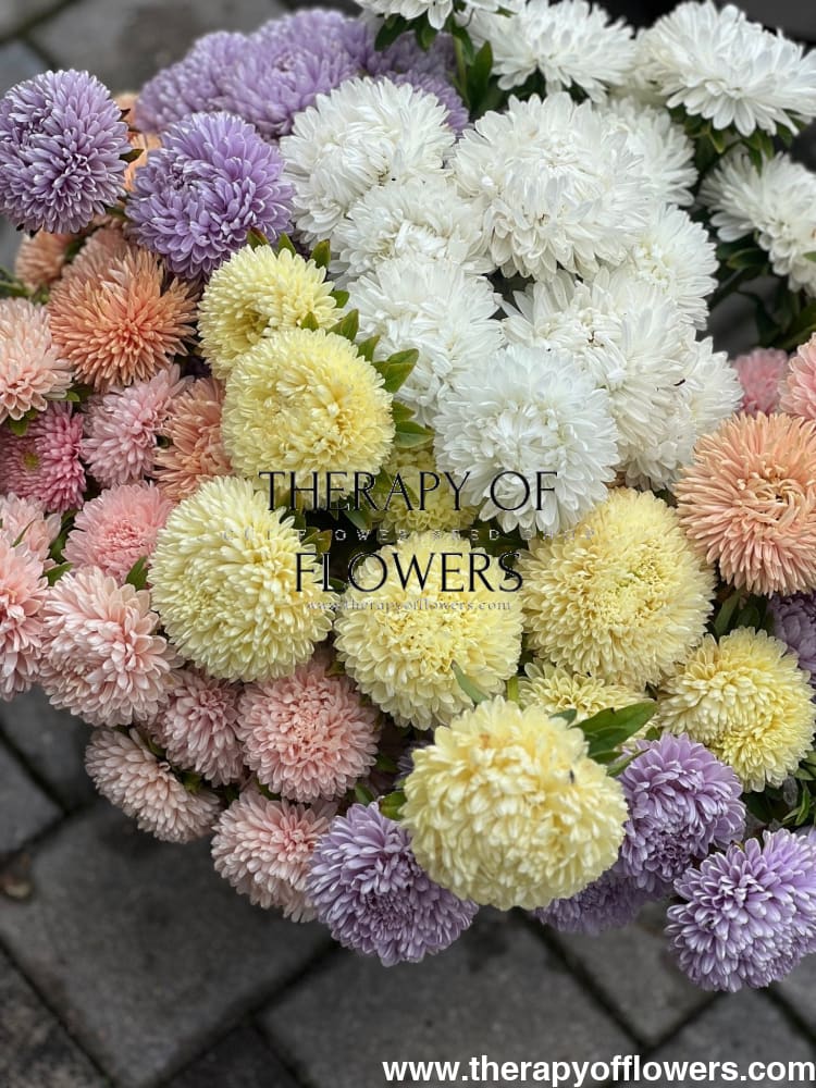 Aster Chrisantella Limoncello - therapyofflowers.comSeeds