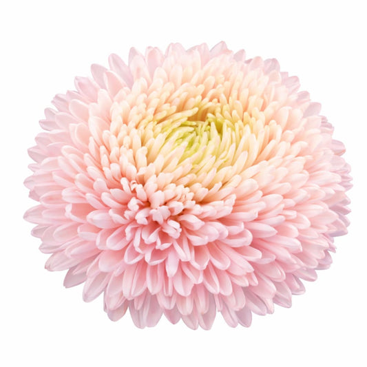 China Aster Chrisantella Lotos Flower | Callistephus chinensis - 30 seeds / Lotos Pink - Seeds