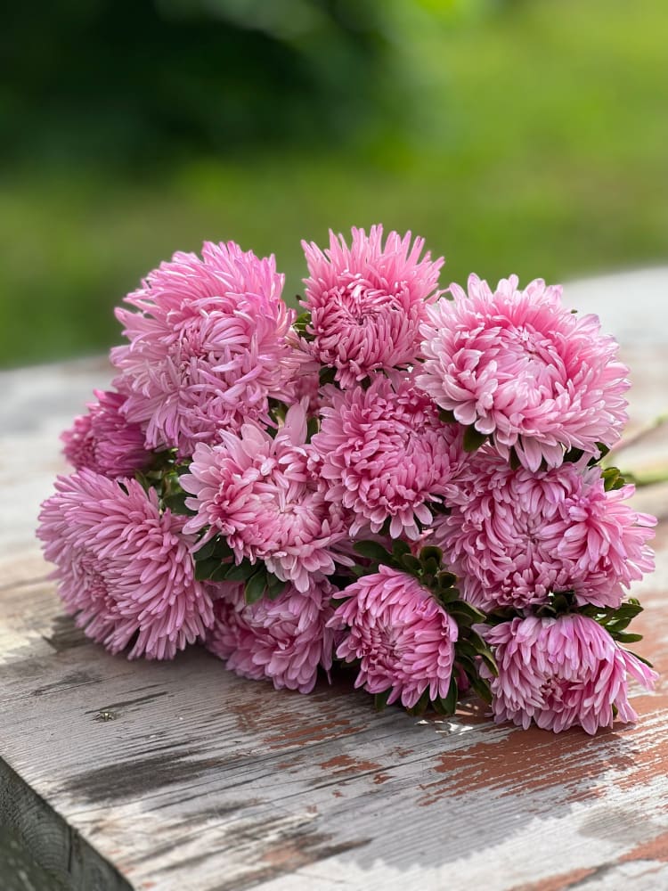 China Aster Chrisantella Love Me Tender | Callistephus chinensis - 30 seeds / 60-80 cm / Rose-pink - Seeds