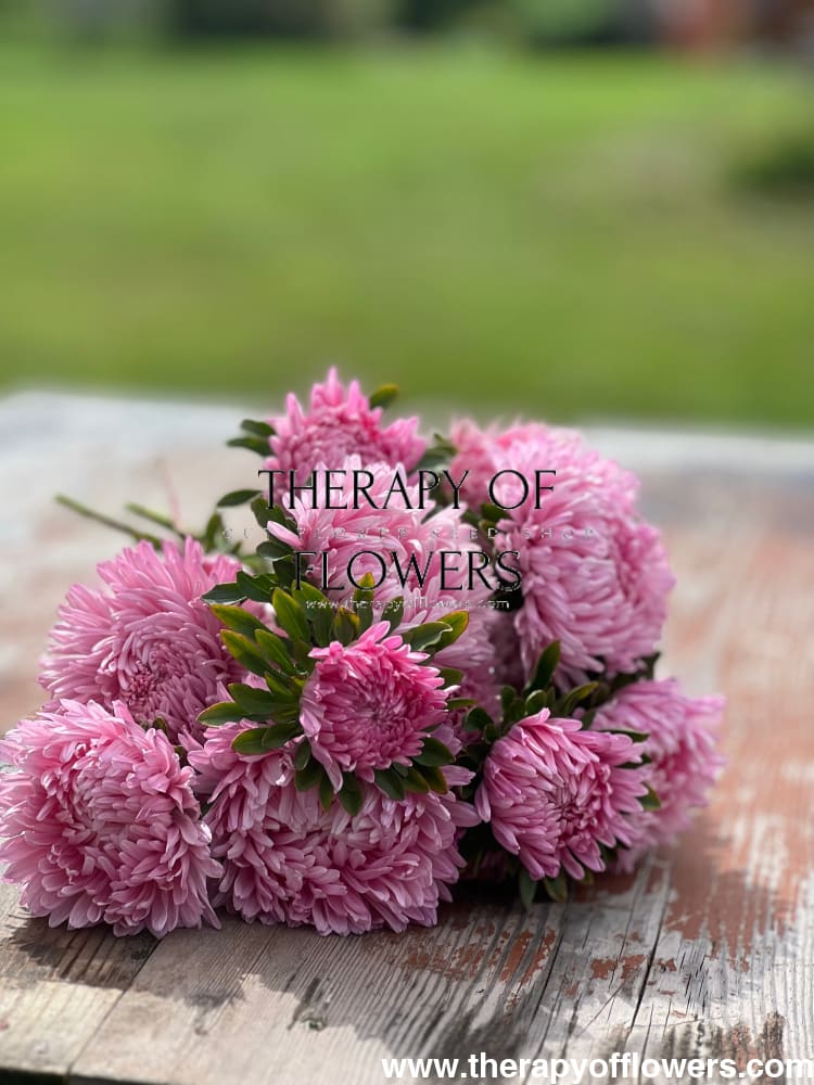 China Aster Chrisantella Love Me Tender | Callistephus chinensis - 30 seeds / 60-80 cm / Rose-pink - Seeds