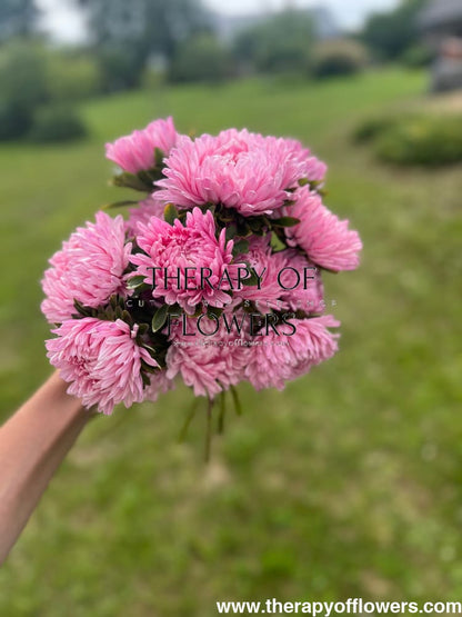 China Aster Chrisantella Love Me Tender | Callistephus chinensis - 30 seeds / 60-80 cm / Rose-pink - Seeds