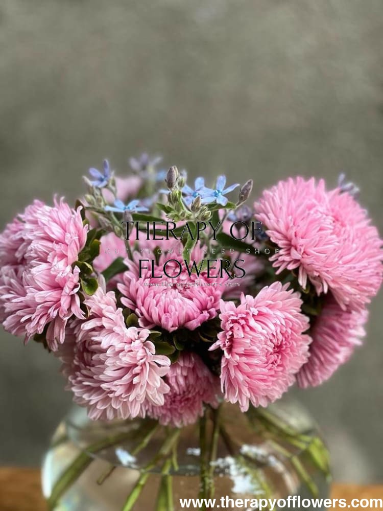 Aster Chrisantella Love Me Tender - therapyofflowers.comflowers