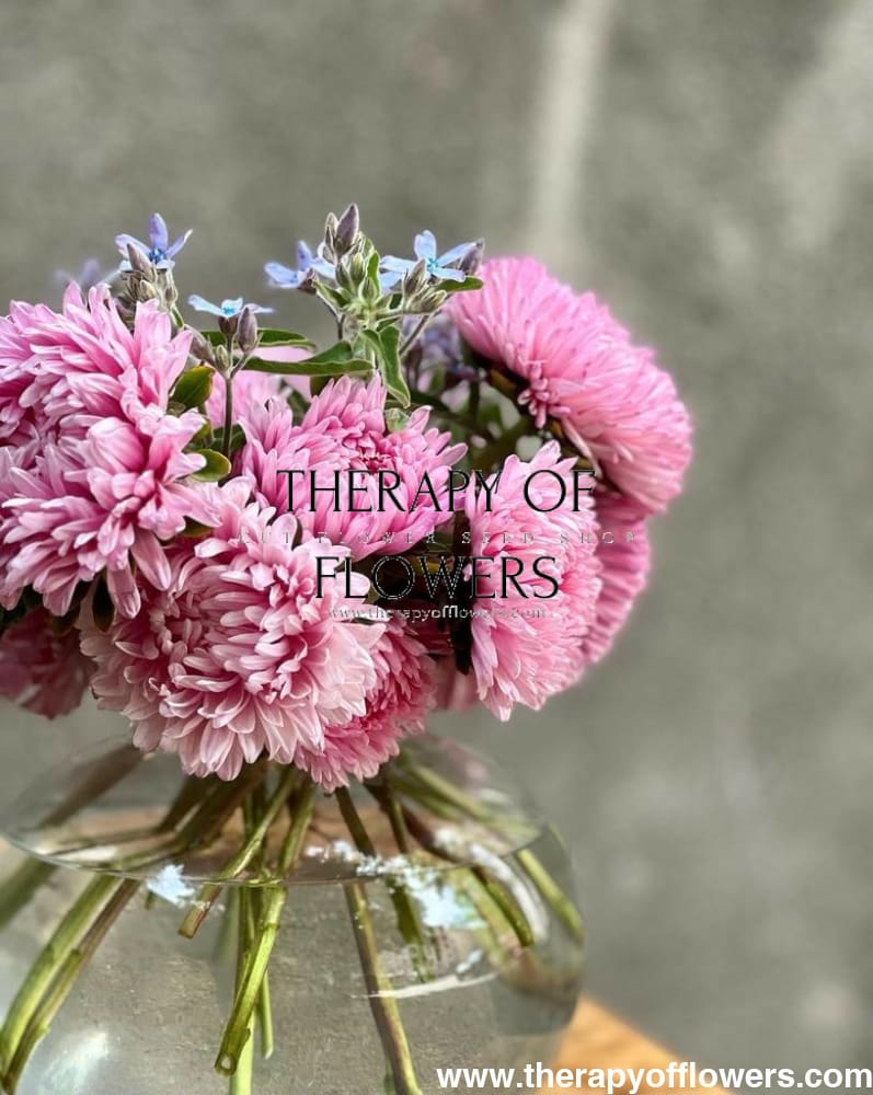 Aster Chrisantella Love Me Tender - therapyofflowers.comflowers