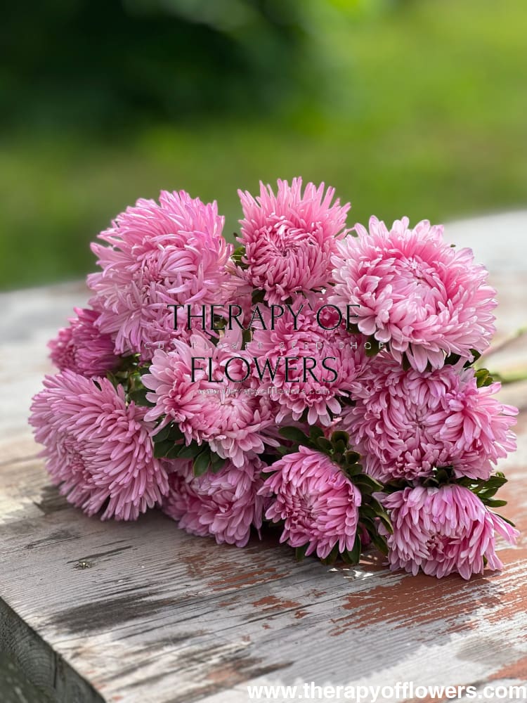 China Aster Chrisantella Love Me Tender | Callistephus chinensis - 30 seeds / 60-80 cm / Rose-pink - Seeds