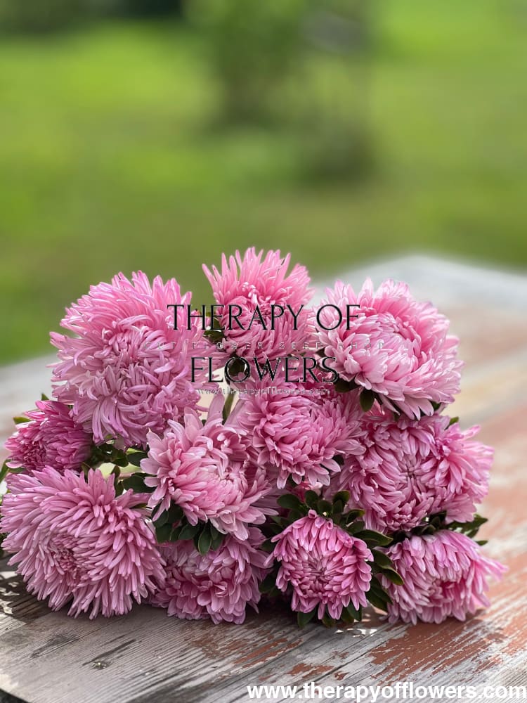 China Aster Chrisantella Love Me Tender | Callistephus chinensis - 30 seeds / 60-80 cm / Rose-pink - Seeds
