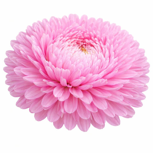 China Aster Chrisantella Love Me Tender | Callistephus chinensis - 30 seeds / 60-80 cm / Rose-pink - Seeds