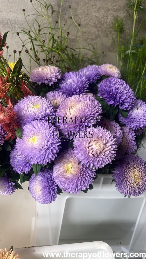 China Aster Chrisantella Moonstone | Callistephus chinensis - 30 seeds / 60-80 cm / Smoky Lavender - Seeds