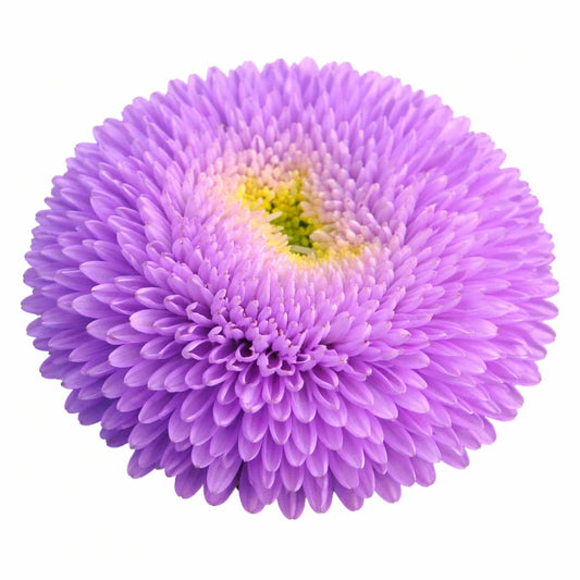 China Aster Chrisantella Moonstone | Callistephus chinensis - 30 seeds / 60-80 cm / Smoky Lavender - Seeds