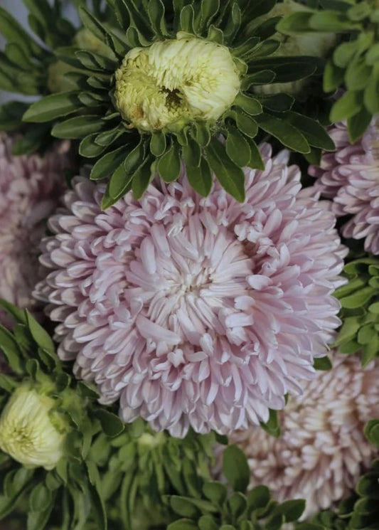 Callistephus chinensis 'Chrysantella, Moonstone