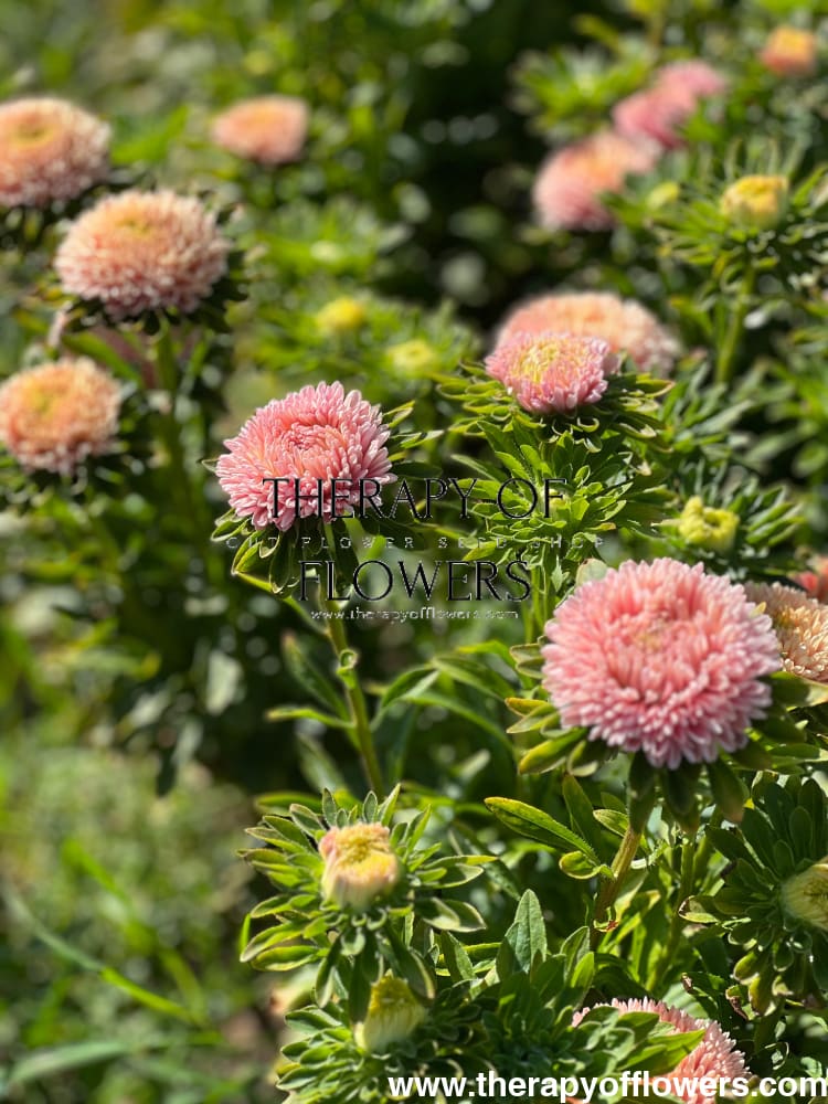 Aster Chrisantella Pink Mother of Pearl therapyofflowers.com