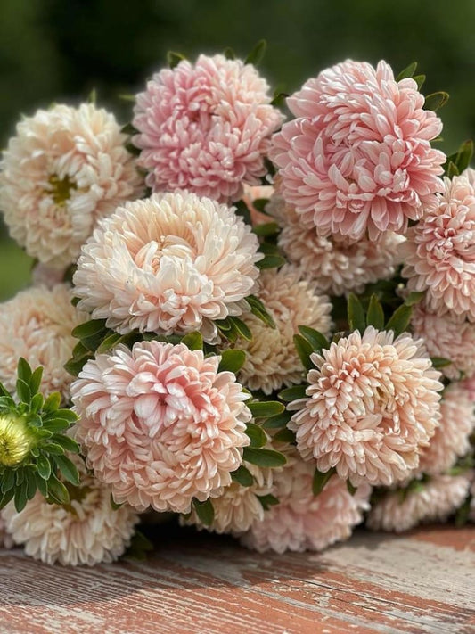 Aster Chrisantella Pink Mother of Pearl - therapyofflowers.comseeds