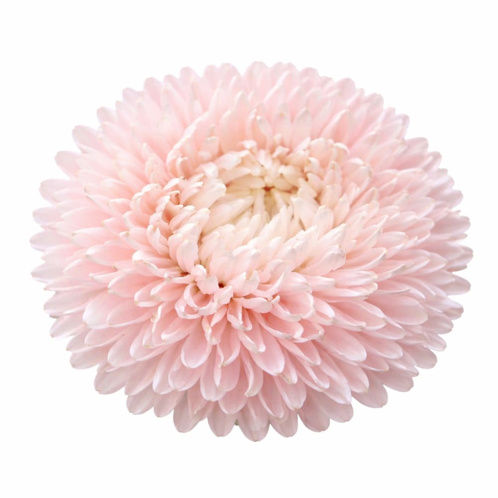 China Aster Chrisantella Pink Mother of Pearl | Callistephus chinensis - 30 seeds / 60-80 - Seeds