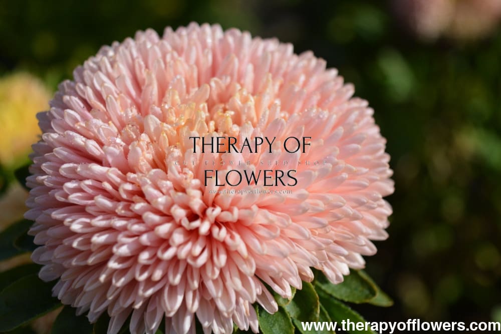 Aster Chrisantella Pink Mother of Pearl - therapyofflowers.comseeds