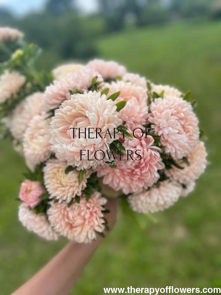 Aster Chrisantella Pink Mother of Pearl - therapyofflowers.comseeds