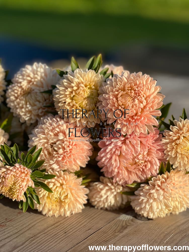 China Aster Chrisantella Pink Mother of Pearl | Callistephus chinensis - 30 seeds / 60-80 - Seeds