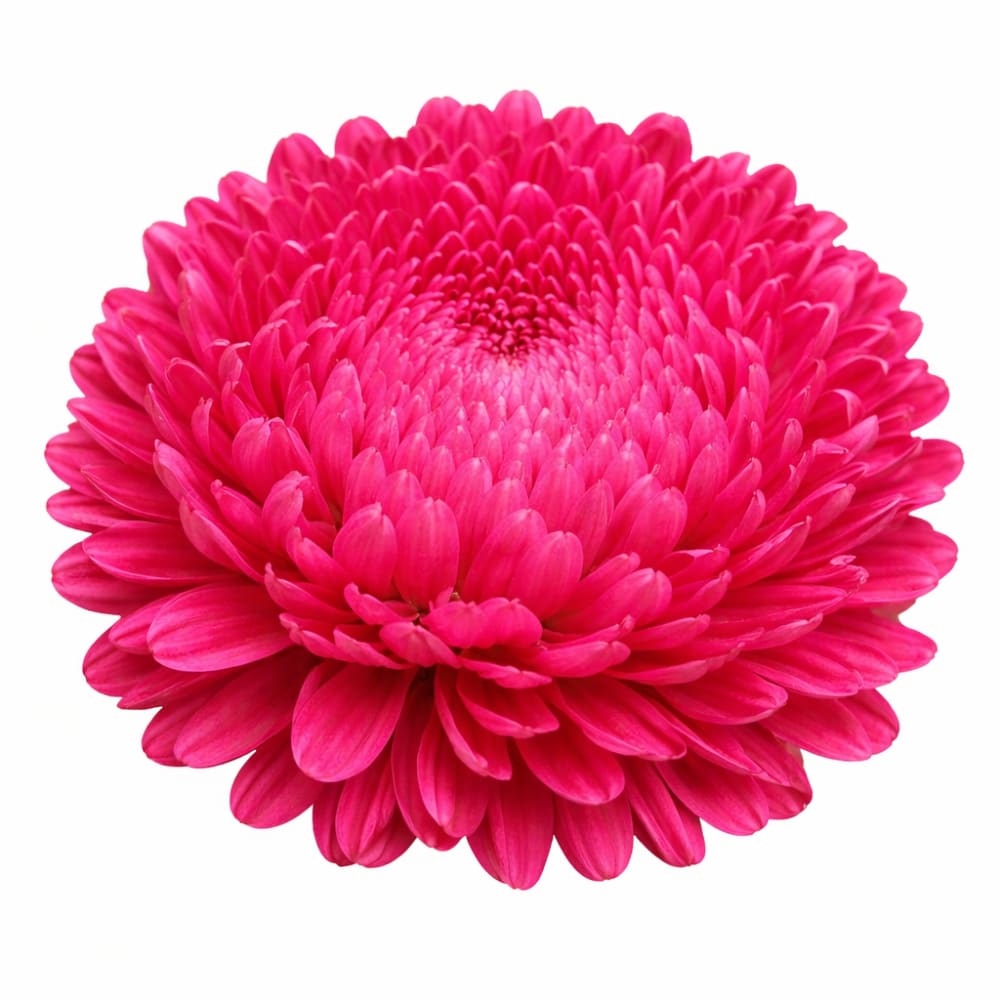 China Aster Chrisantella Runaway Bride | Callistephus chinensis - 30 seeds / Bright pink - Seeds