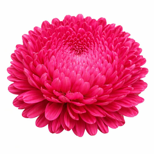 China Aster Chrisantella Runaway Bride | Callistephus chinensis - 30 seeds / Bright pink - Seeds