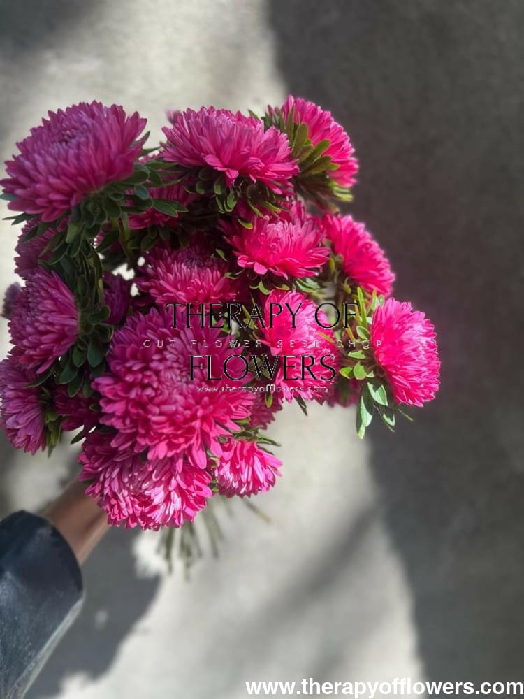 Aster Chrisantella Runaway Bride - therapyofflowers.comflowers