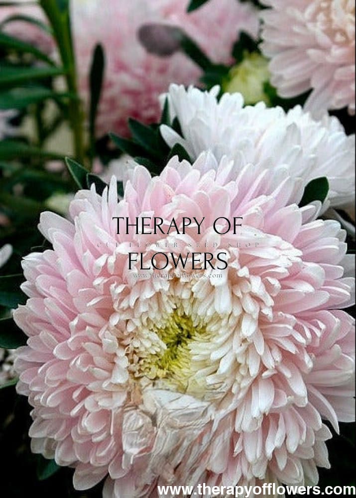 China Aster Chrisantella Sakura | Callistephus chinensis therapyofflowers.com