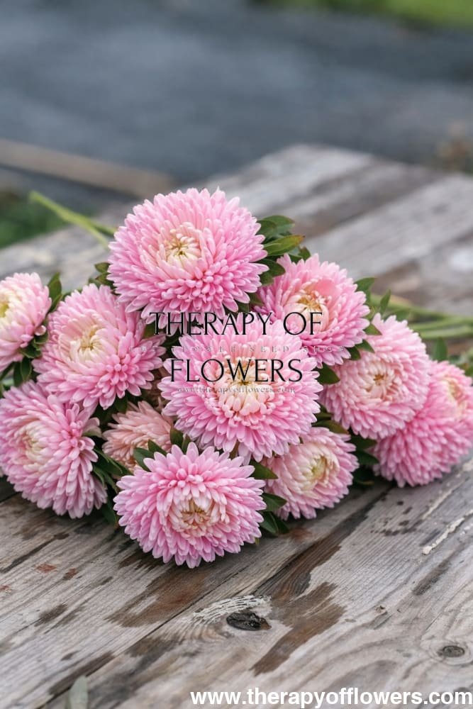 China Aster Chrisantella Sakura | Callistephus chinensis therapyofflowers.com