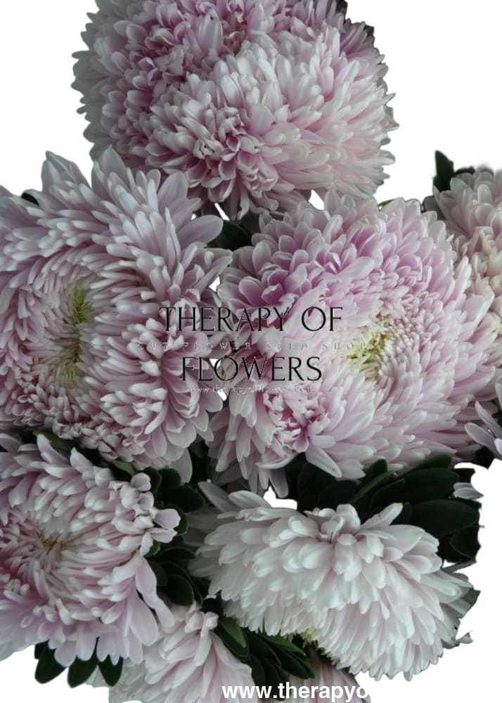 China Aster Chrisantella Sakura