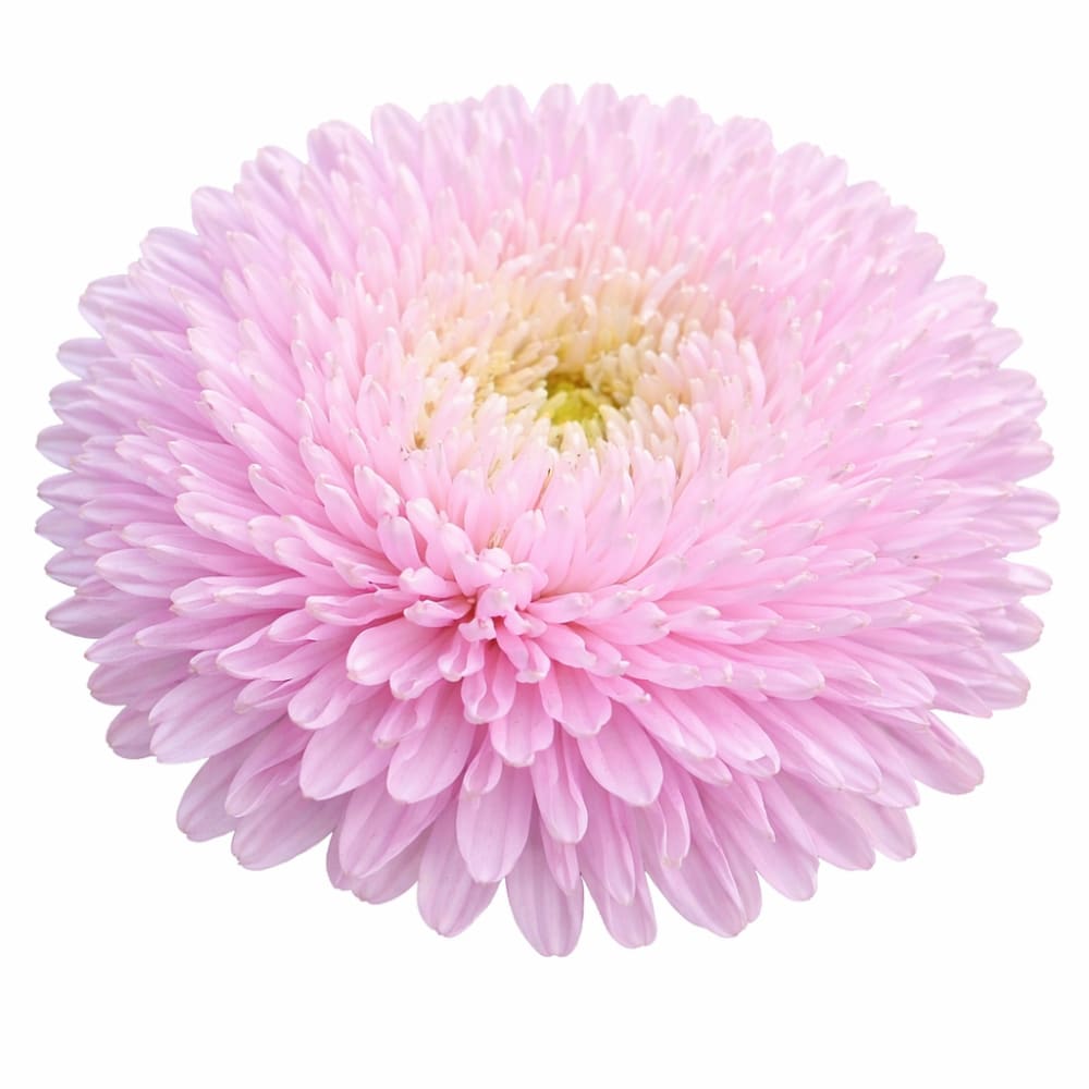 sakura flower seeds China Aster Chrisantella Sakura