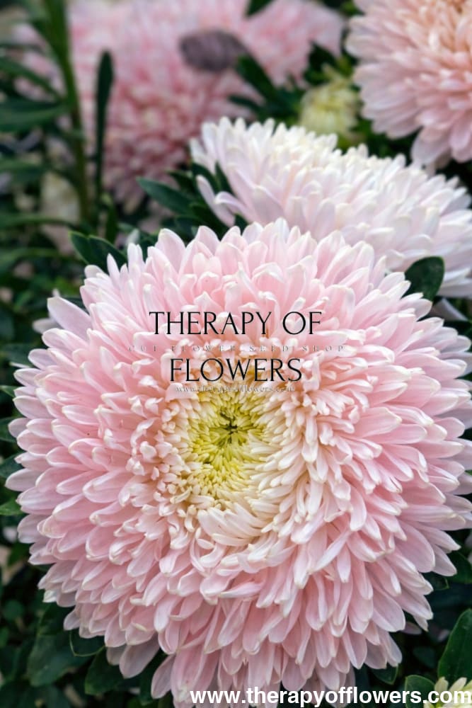 China Aster Chrisantella Sakura | Callistephus chinensis therapyofflowers.com