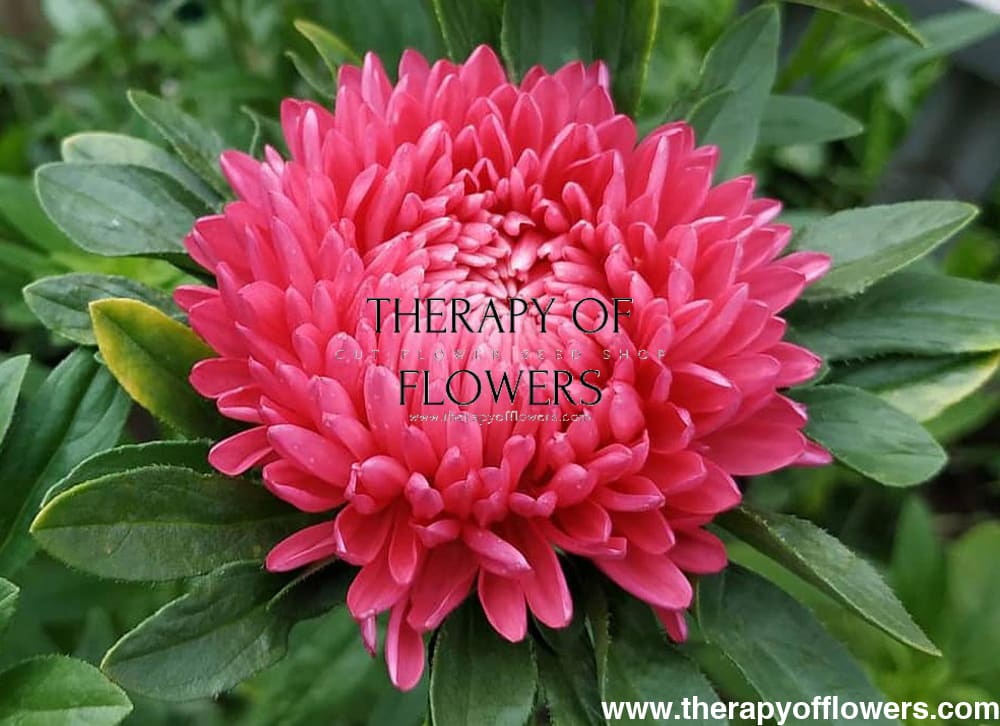 China Aster Chrisantella Tropicana | Callistephus chinensis therapyofflowers.com