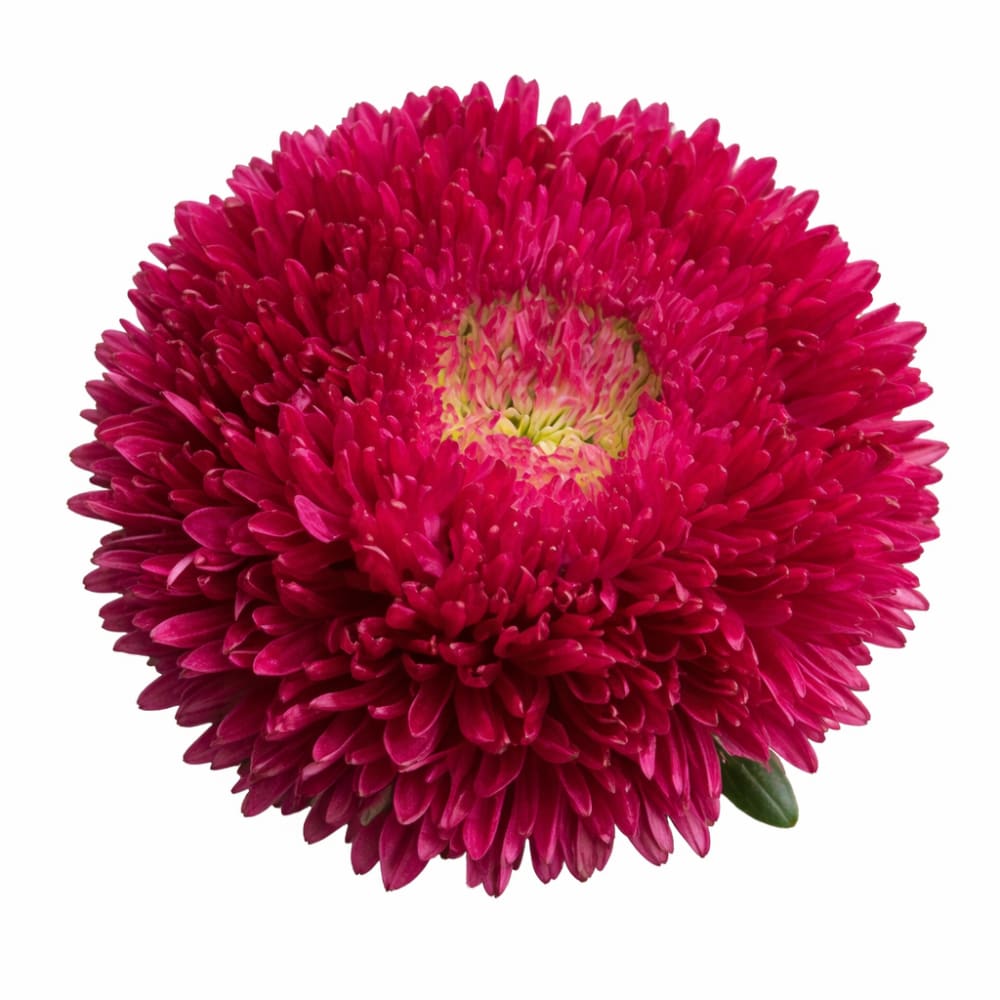 China Aster Chrisantella Tropicana | Callistephus chinensis - 30 seeds / 60-80 cm / Carmine-red - Seeds