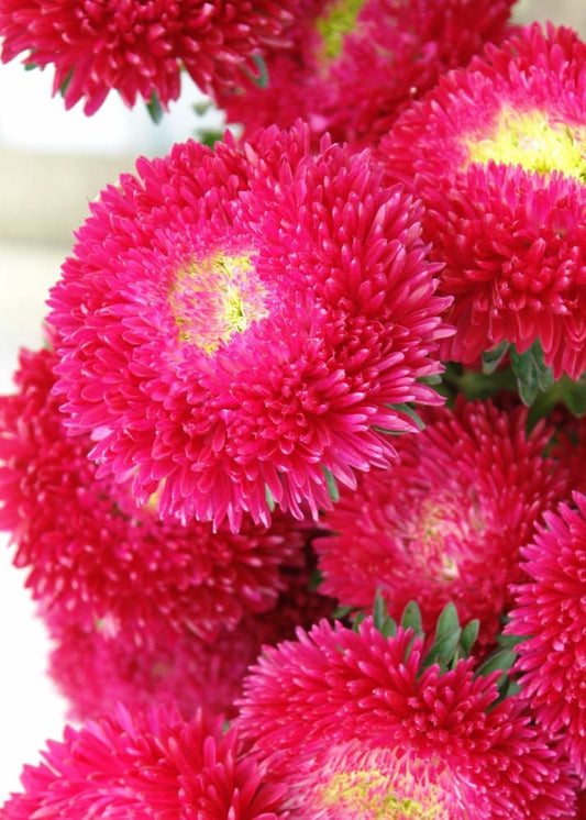 China Aster Chrisantella Tropicana | Callistephus chinensis therapyofflowers.com