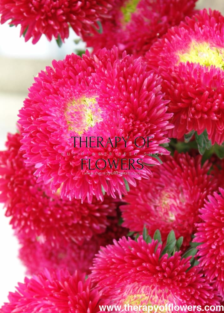 China Aster Chrisantella Tropicana | Callistephus chinensis therapyofflowers.com