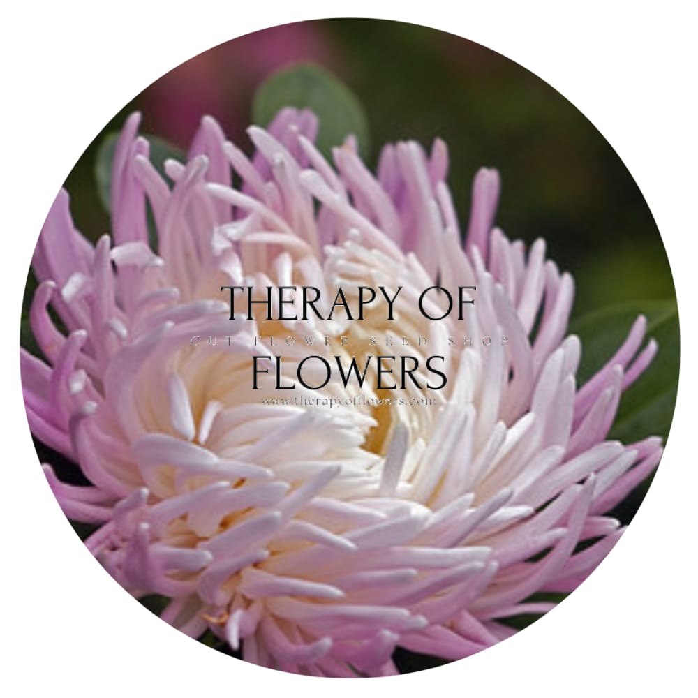 Aster Dragon Rose Frost therapyofflowers.com