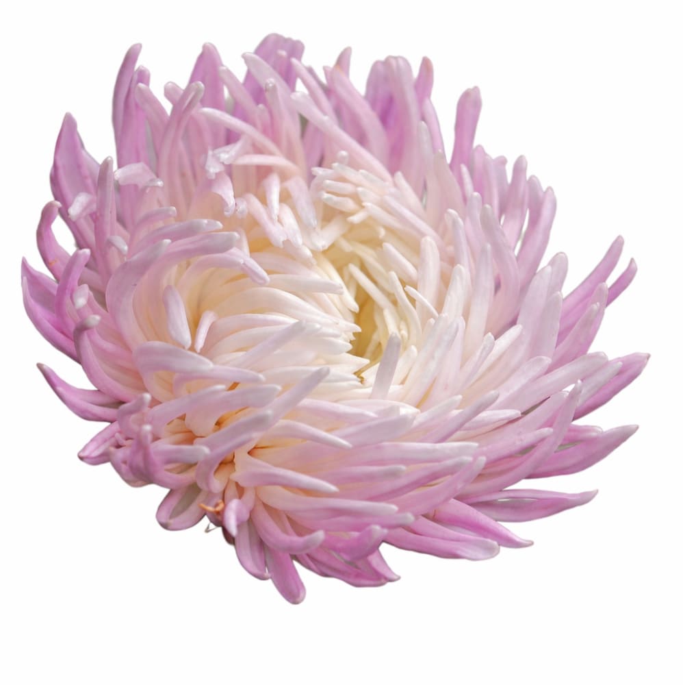 China Aster Dragon Rose Frost | Callistephus  chinensis therapyofflowers.com