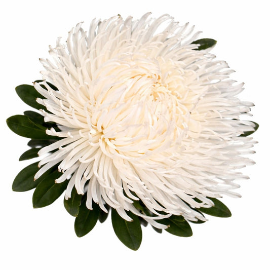 China Aster Dragon White | Callistephus  chinensis therapyofflowers.com