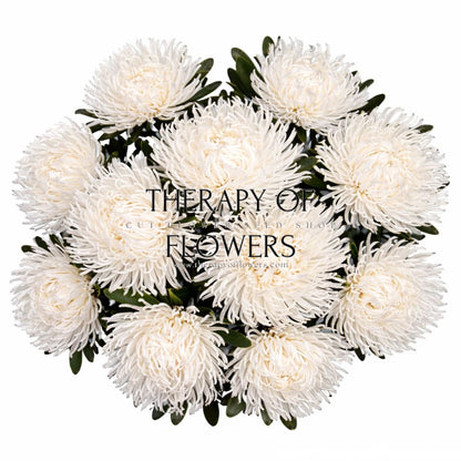Aster Dragon White therapyofflowers.com