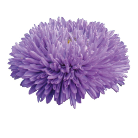 China Aster Gala Blue | Callistephus chinensis therapyofflowers.com