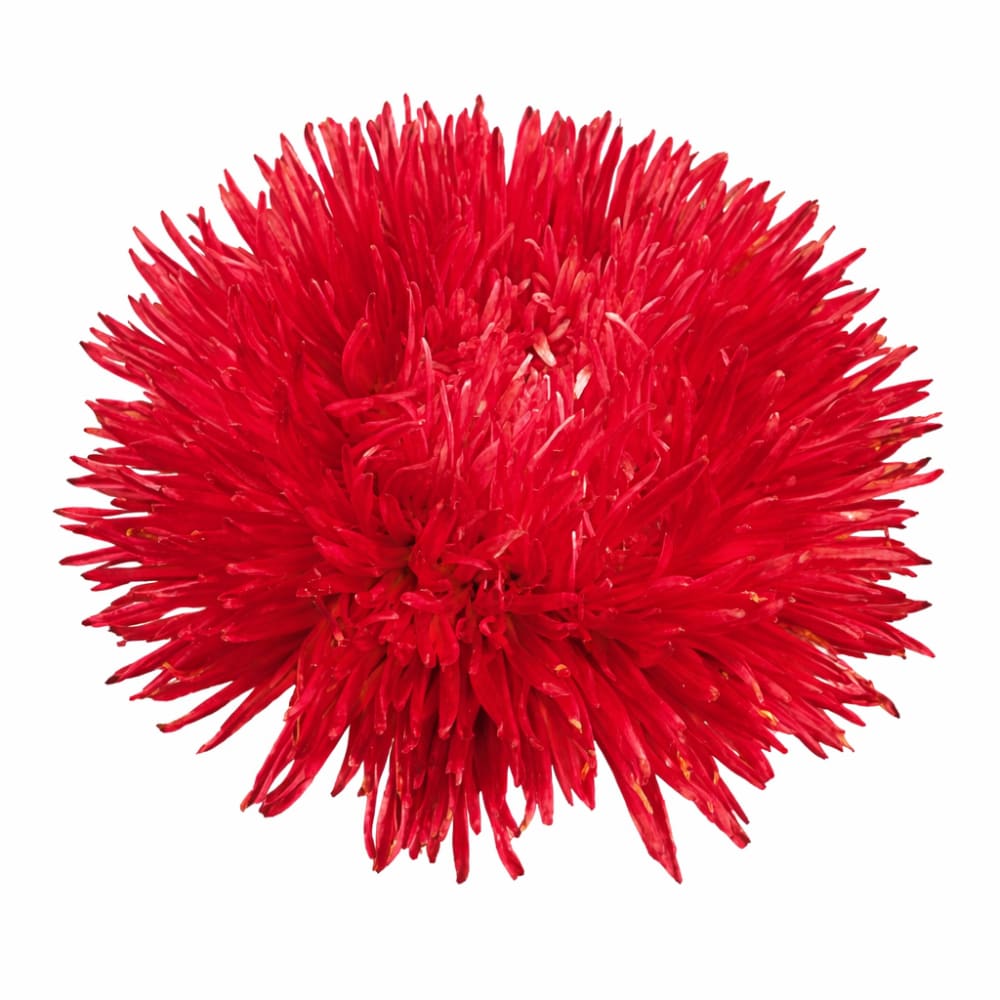 China Aster Gala Burgundy | Callistephus chinensis therapyofflowers.com