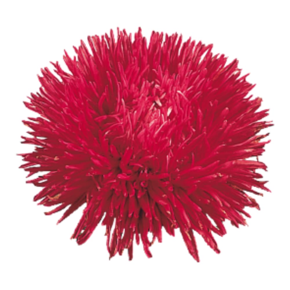 China Aster Gala Burgundy | Callistephus chinensis therapyofflowers.com