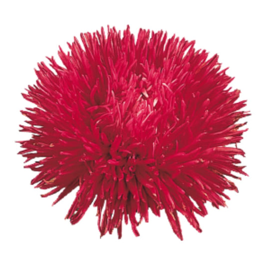 China Aster Gala Burgundy | Callistephus chinensis therapyofflowers.com