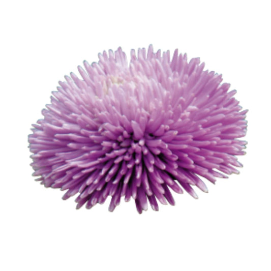 China Aster Gala Lavender | Callistephus chinensis therapyofflowers.com